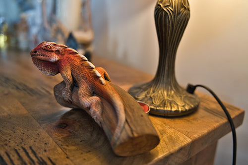 iguana on wood